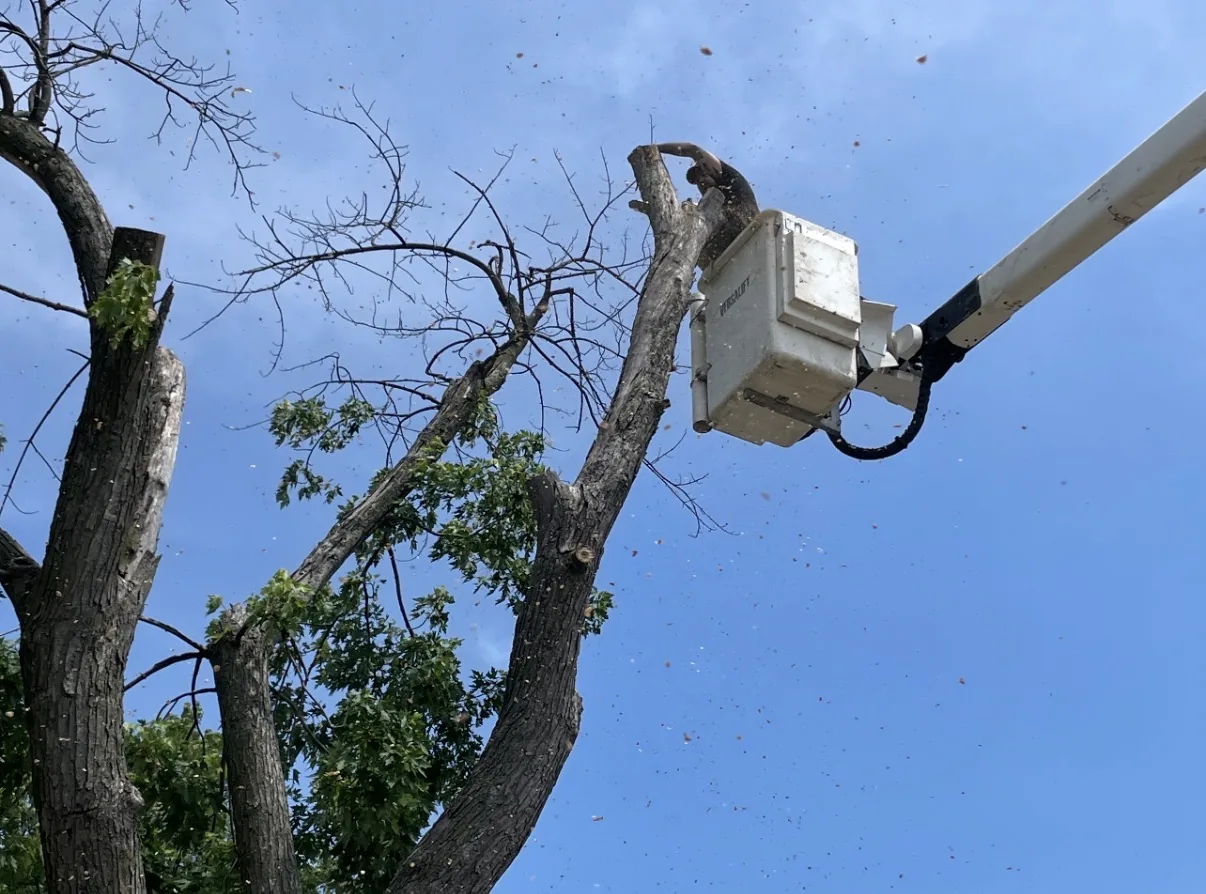 Bucket truck operator cutting branches from a tree